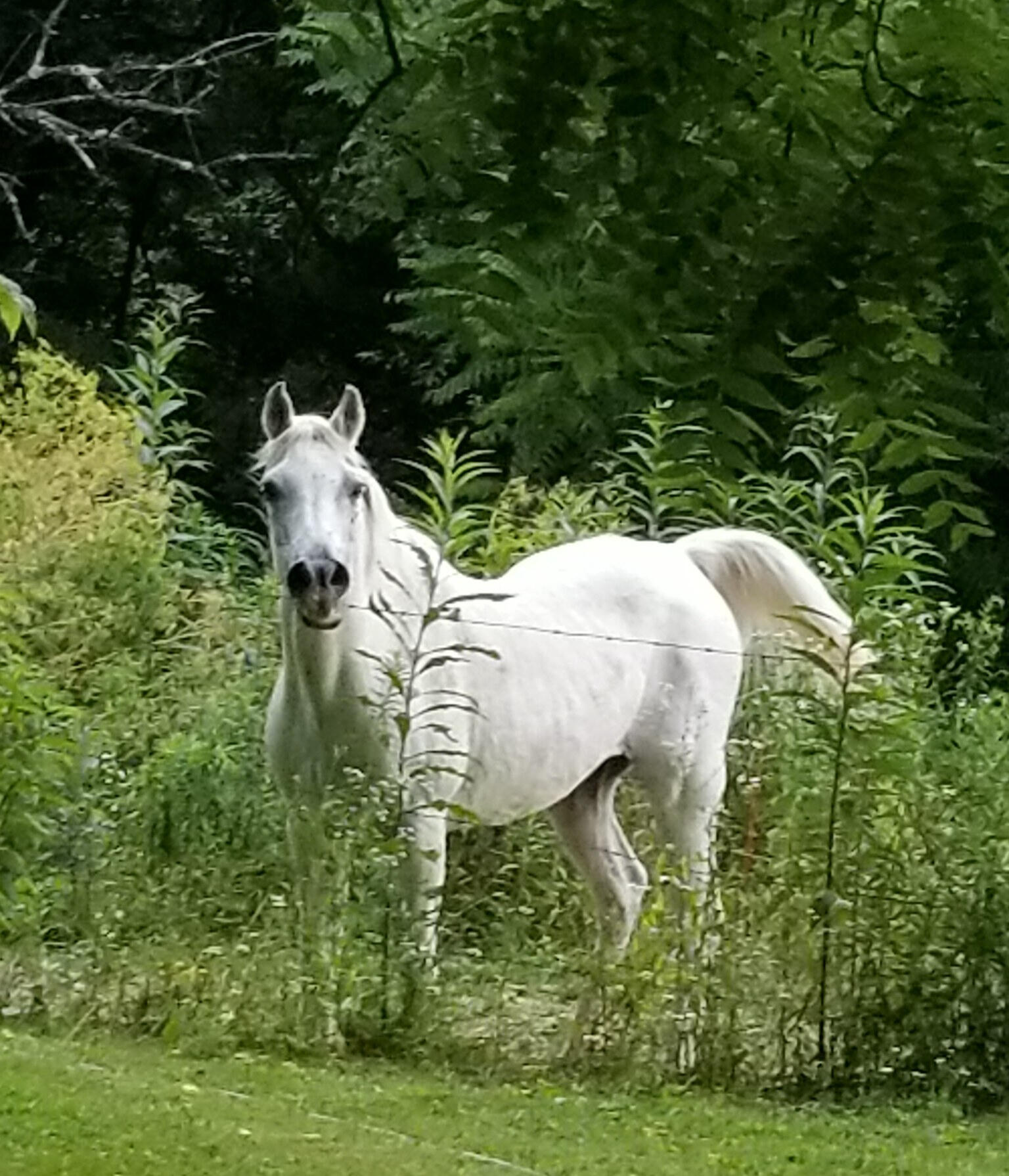 El Sierra Apri An elder Arabian horse stands behind a fence on my family's land. He figures often in my poems.
